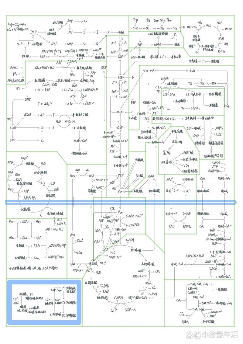 96XXXXX代谢：维持生命的复杂交响乐