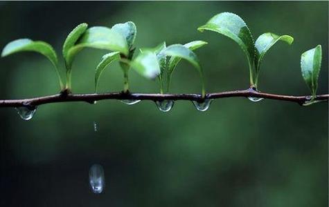 探寻春日轻松时光：春雨免费视频陪伴你